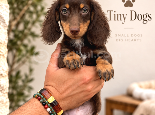 Sevimli Dachshund Sosis Köpek Yavrularımız görsel