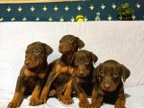 SCR Lİ Babadan Kızıl Doberman Yavrular Hazır