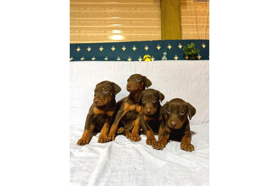 Scr Lİ Babadan Kızıl Doberman Yavrular Hazır