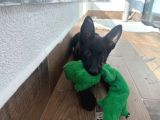 Petmode Köpek Çiftliğinden Sçr Li Black Solid Alman Kurdu