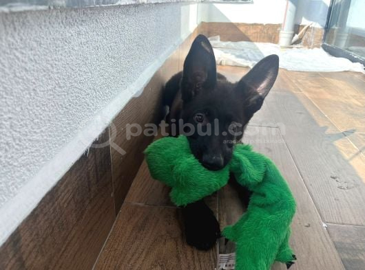 Petmode Köpek Çiftliğinden Sçr Li Black Solid Alman Kurdu görsel