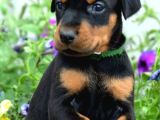 King doberman yavrular kalite isteyenlere