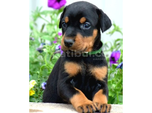 King doberman yavrular kalite isteyenlere
