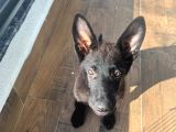 Petmode Köpek Çiftliğinden Sçr Li Black Solid Alman Kurdu