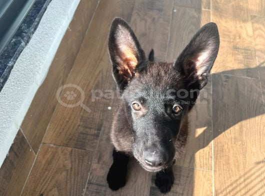 Petmode Köpek Çiftliğinden Sçr Li Black Solid Alman Kurdu