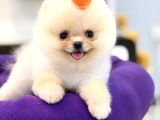 Pomeranian Boo Teacup Oğluşumuz