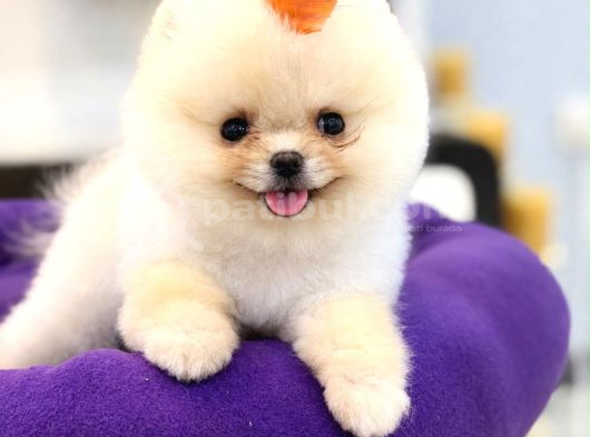 Pomeranian Boo Teacup Oğluşumuz görsel