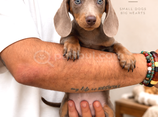 Sevimli Dachshund Sosis Köpek Yavrularımız görsel