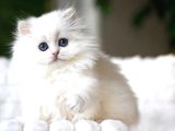 Kusursuz Ns1133 British Longhair