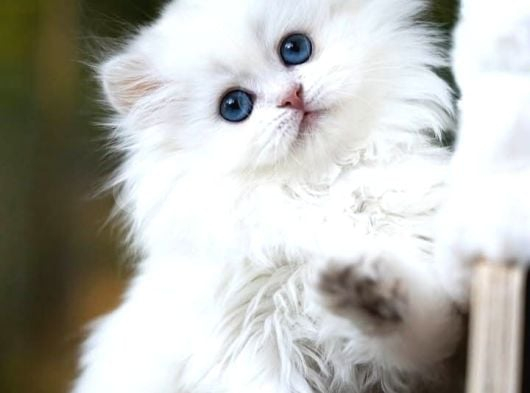 Kusursuz NS1133 British Longhair
