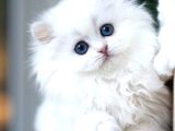 Kusursuz Ns1133 British Longhair
