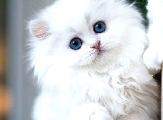 Kusursuz Ns1133 British Longhair görsel