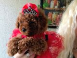 Kızıl tüy Yapılı Kore Poodle bebeklerimiz