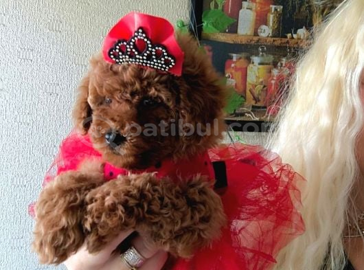 Kızıl Tüy Yapılı Kore Poodle Bebeklerimiz