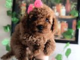 Kızıl Tüy Yapılı Kore Poodle Bebeklerimiz