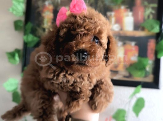 Kızıl Tüy Yapılı Kore Poodle Bebeklerimiz görsel