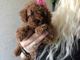 Kızıl Tüy Yapılı Kore Poodle Bebeklerimiz