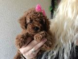 Kızıl Tüy Yapılı Kore Poodle Bebeklerimiz