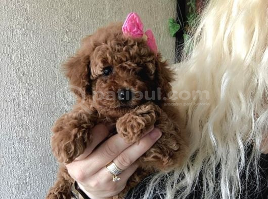 Kızıl Tüy Yapılı Kore Poodle Bebeklerimiz görsel