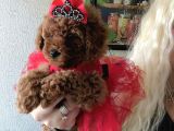 Kızıl Tüy Yapılı Kore Poodle Bebeklerimiz