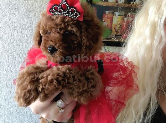 Kızıl Tüy Yapılı Kore Poodle Bebeklerimiz görsel