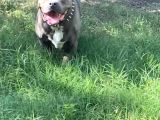 1 Buçuk Yaşında American Bully