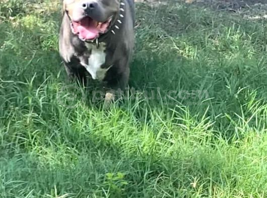 1 Buçuk Yaşında American Bully görsel