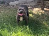 1 Buçuk Yaşında American Bully