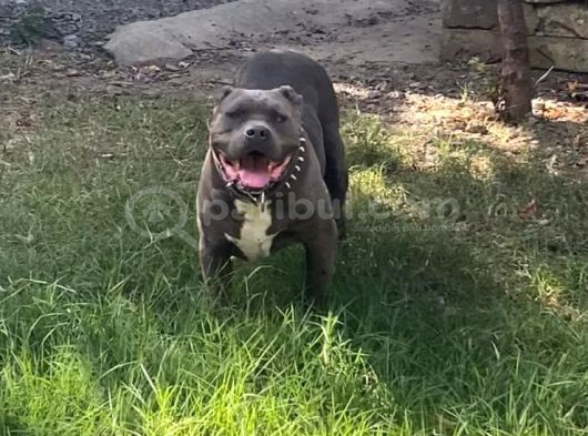 1 Buçuk Yaşında American Bully görsel