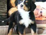 Bernese Montai̇n Dog Yavru