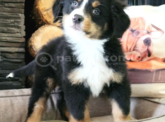 Bernese Montai̇n Dog Yavru görsel