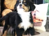 Bernese Montai̇n Dog Yavru