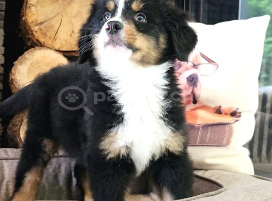 Bernese Montai̇n Dog Yavru görsel