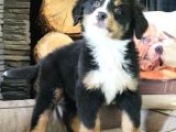 Bernese Montai̇n Dog Yavru