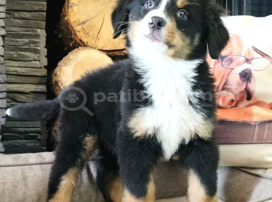 Bernese Montai̇n Dog Yavru görsel