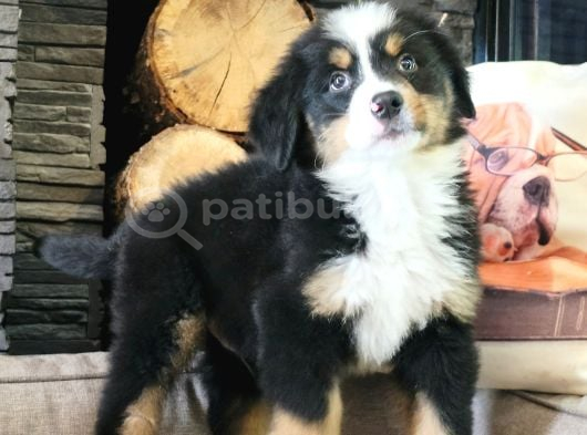 BERNESE MONTAİN DOG YAVRU