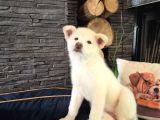 BEYAZ AKİTA INU YAVRULARIMIZ