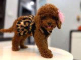 Toy Poodle Yavrularımız Aşk Tadında