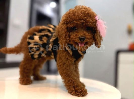 Toy Poodle Yavrularımız Aşk Tadında