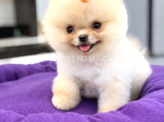 Pomeranian Boo Teacup Oğluşumuz görsel