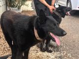 Petmode Köpek Çiftliğinden Sçr Li Black Solid Alman Kurdu