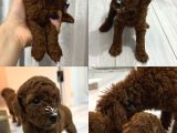 TOY PODDLE