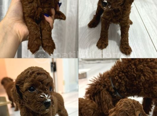 Toy Poddle