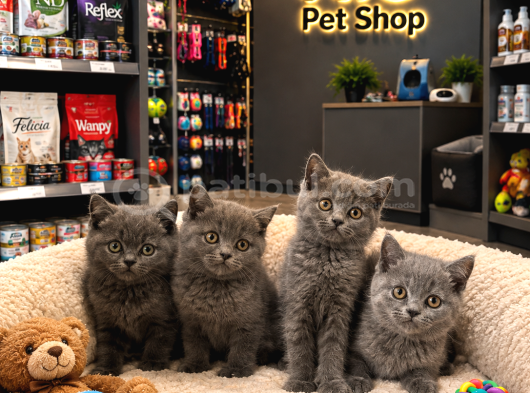 Top Kafa Aşırı Güzel British Shorthair Bebekler
