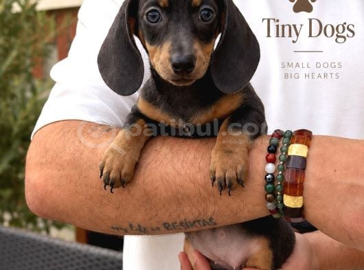 Sevimli Dachshund Sosis Köpek Yavrularımız görsel