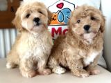 maltipoo yavrularımız