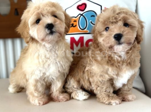 Maltipoo Yavrularımız