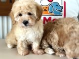 Maltipoo Yavrularımız