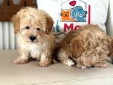 Maltipoo Yavrularımız