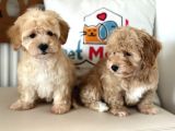 Maltipoo Yavrularımız